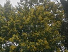 Раздатка газ 66 