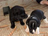 Отдаю даром щенков-таксы