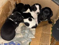 Отдаю даром щенков-таксы