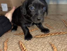 Отдаю даром щенков-таксы