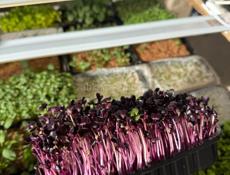 Микрозелень