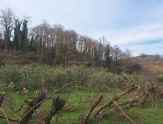 покос травы 