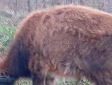 Бычок 5 с палавинои месяцев