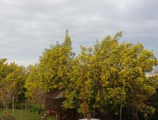 Продаётся Мимоза 