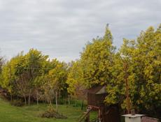 Продаётся Мимоза 