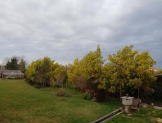 Продаётся Мимоза 