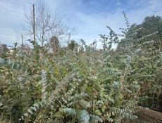 Продают саженцы серебристого эвкалипта.