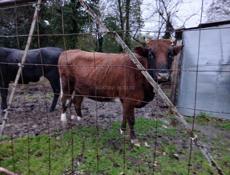 Продаётся корова