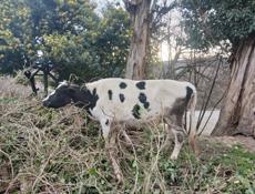 Продаётся корова