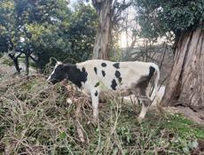 Продаётся корова