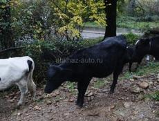 Продаётся телёнок