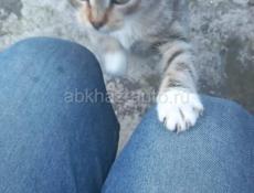 Замечательная малышка _вислоушка, 3 мес., в любящие руки!