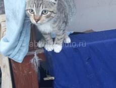 Замечательная малышка _вислоушка, 3 мес., в любящие руки!