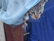 Замечательная малышка _вислоушка, 3 мес., в любящие руки!