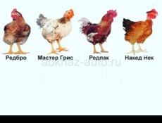 Принимаем заказы