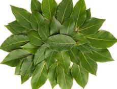 Лавровый листья 