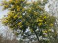 Продам мимозу
