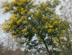 Продам мимозу