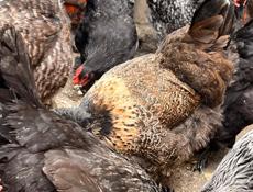 Продаются Куры!!