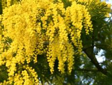 Продаём мимозу