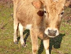 Продам теленка