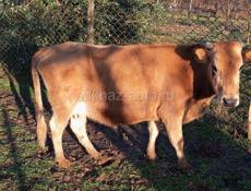 продаю корову на мясо