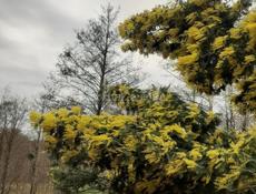 Продаю мимозу