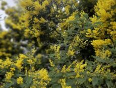 Продаю мимозу