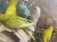 Попугай волнистый