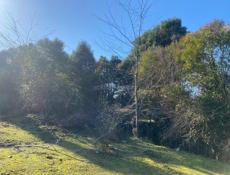 Участок 50 соток