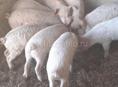 Поросята