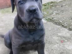 Кане Корсо девочка