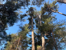 Сдаю квартиру