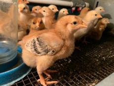 Цыплята Редбро