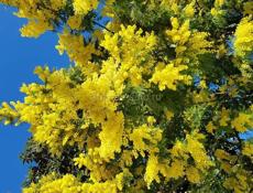 Продам Мимозу