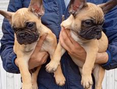 Французский бульдог