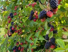 Продается Дом 