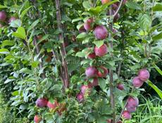 Продается Дом 