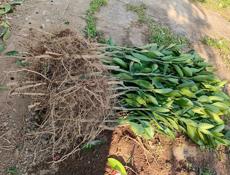 Продаются саженцы мандарин раний сорт (сентябрьский).