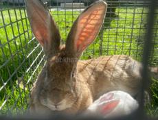 Кролик 