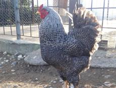 Петухи брама