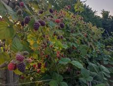 Продаются саженцы малины