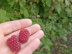 Продаются саженцы малины