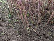 Продаются саженцы малины