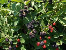 Саженцы культурной ежевики