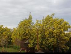 продаю мимозу готовый , принимаю заказ , п? можно по ваццапу тоже +79409512405