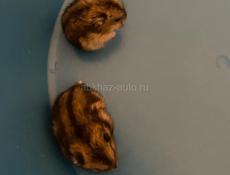 Джунгарские хомячки