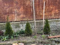 Туи смарагд 