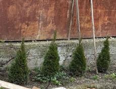 Туи смарагд 