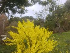 Мимоза 